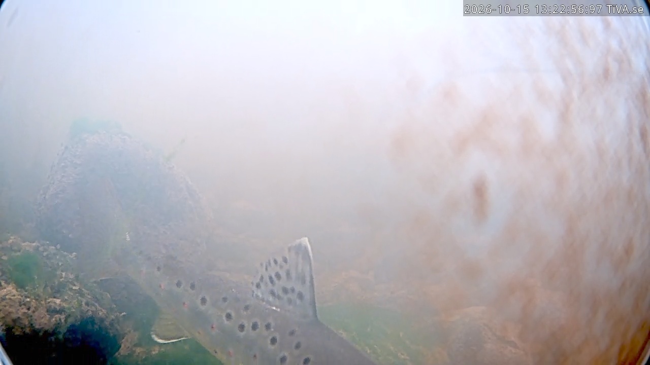 Video 2026-10-15 13:23