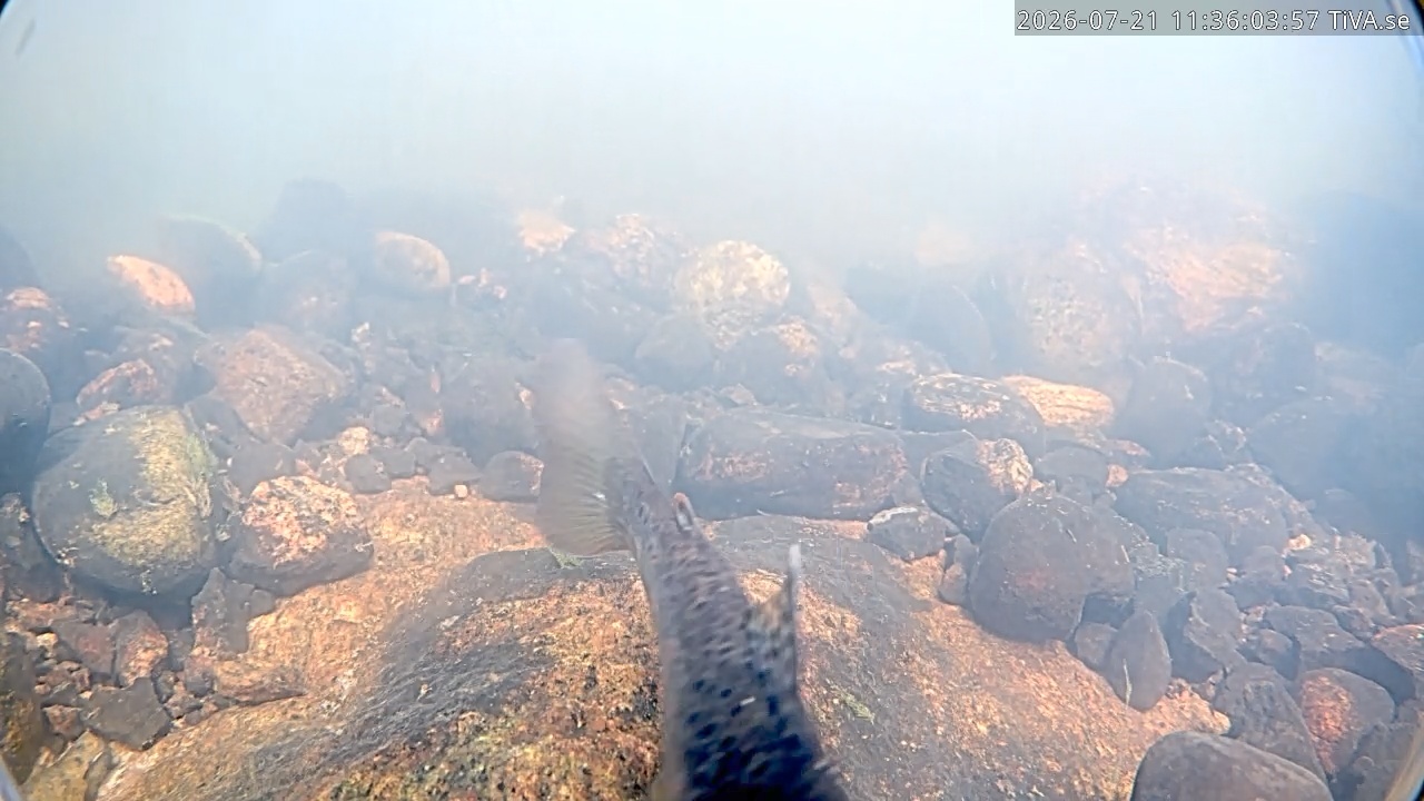 Video 2026-07-21 11:36