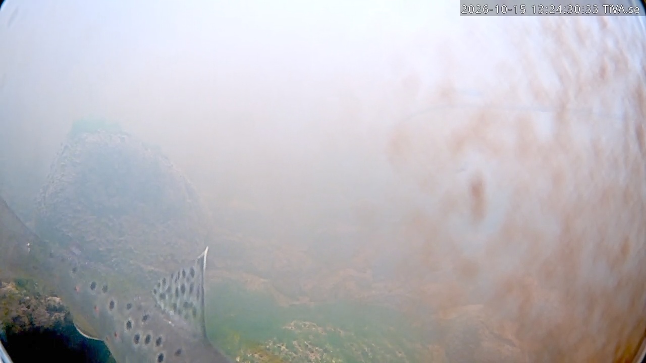 Video 2026-10-15 13:24
