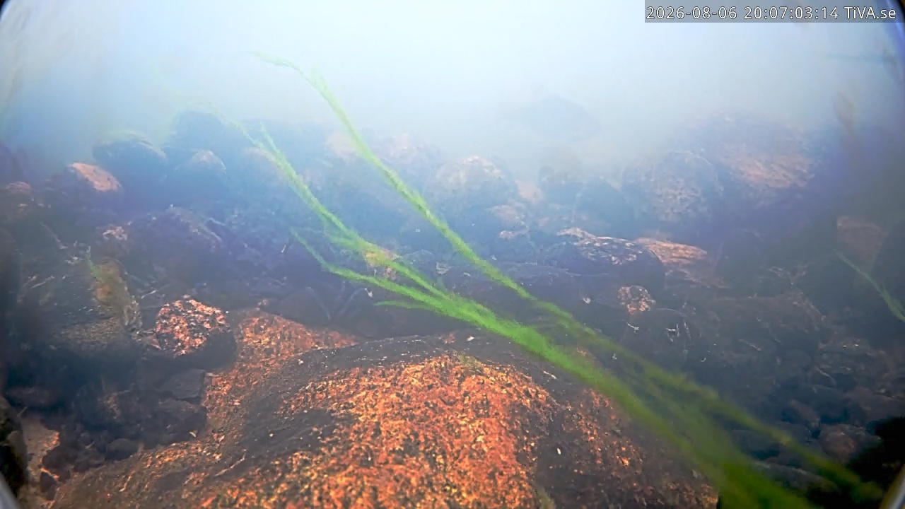 Video 2026-08-06 20:07