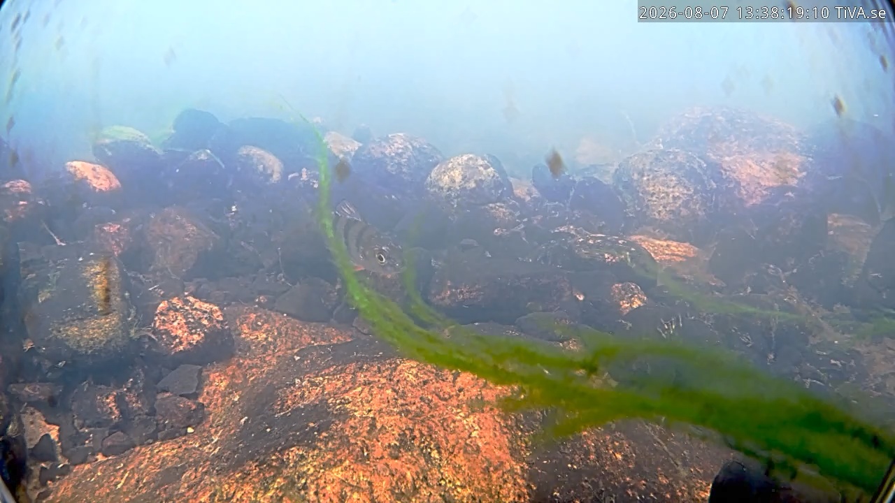 Video 2026-08-07 13:38
