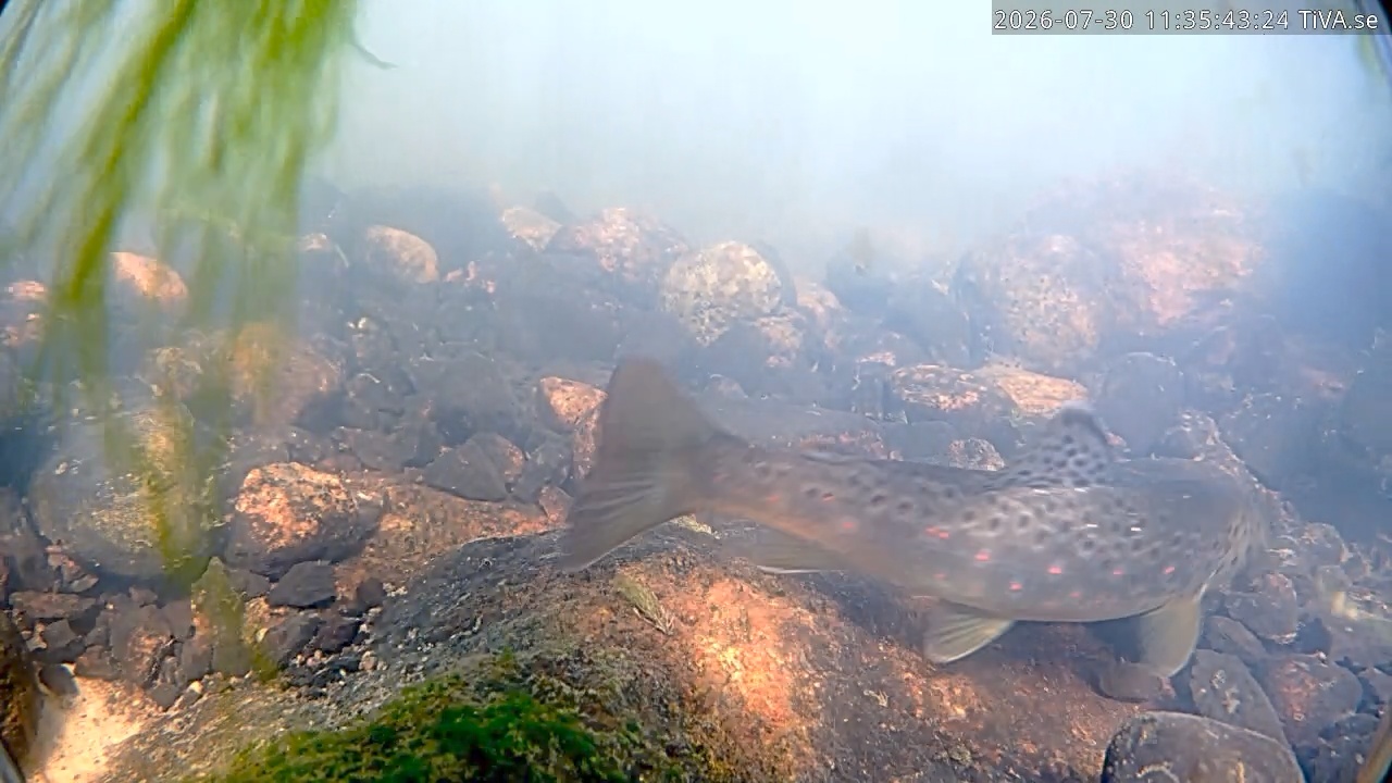 Video 2026-07-30 11:35