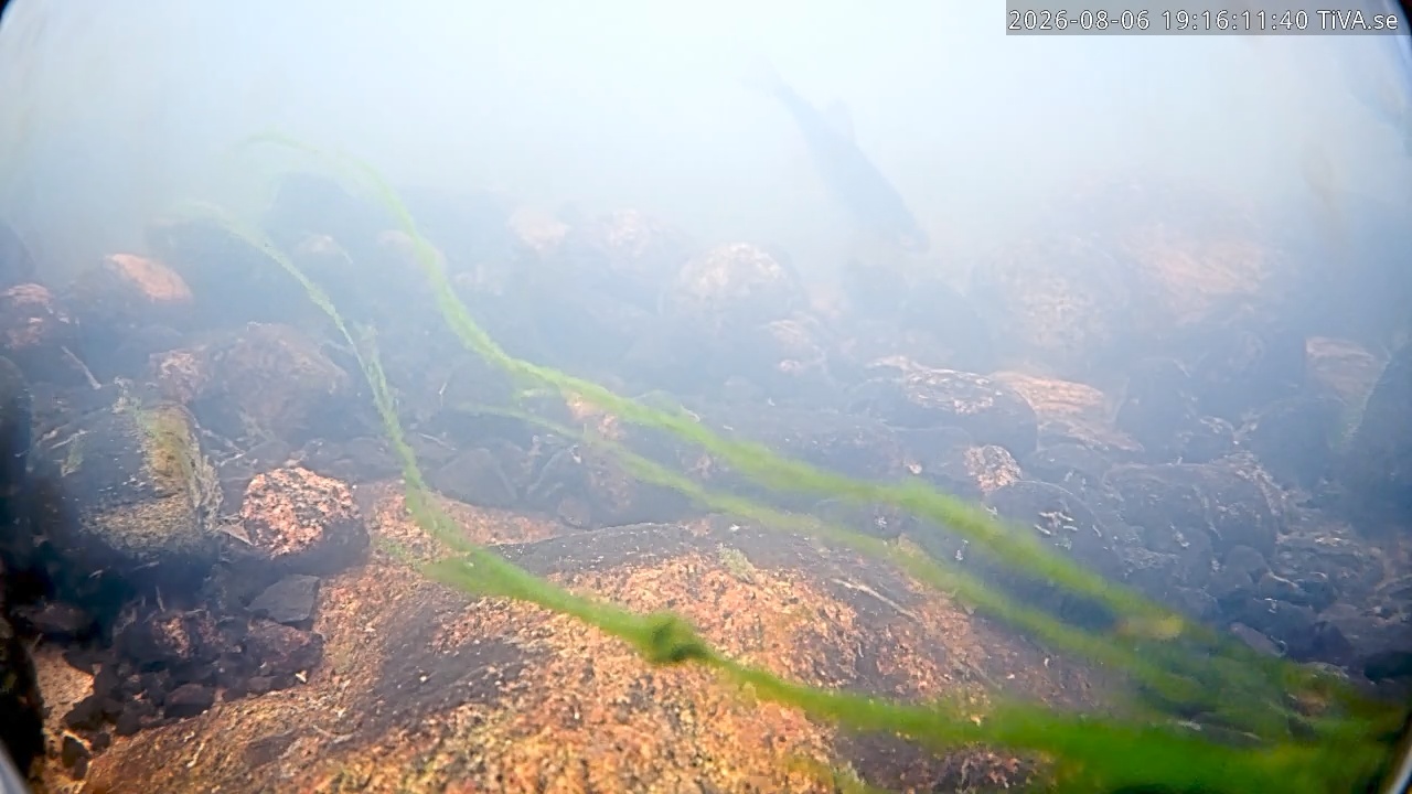 Video 2026-08-06 19:16