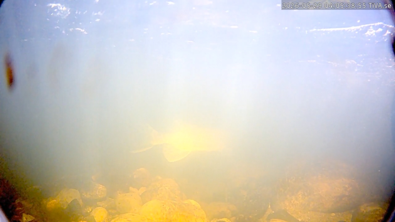 Video 2026-05-29 04:05