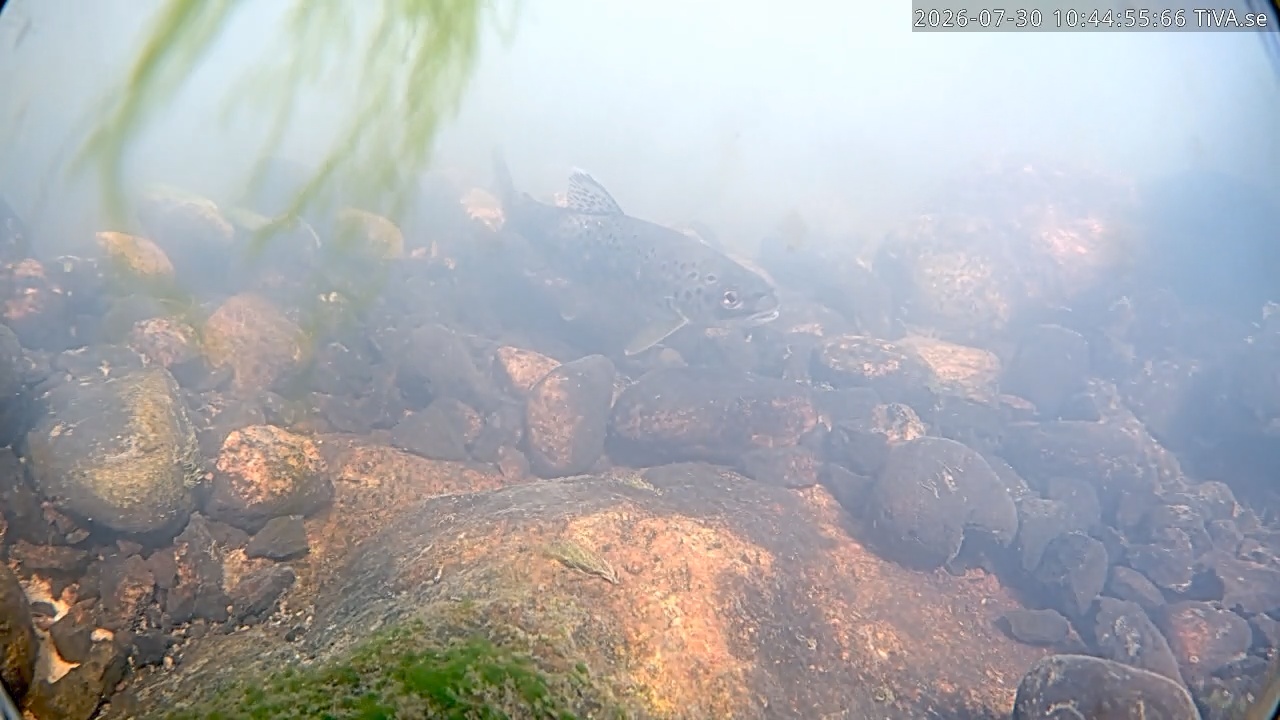 Video 2026-07-30 10:45