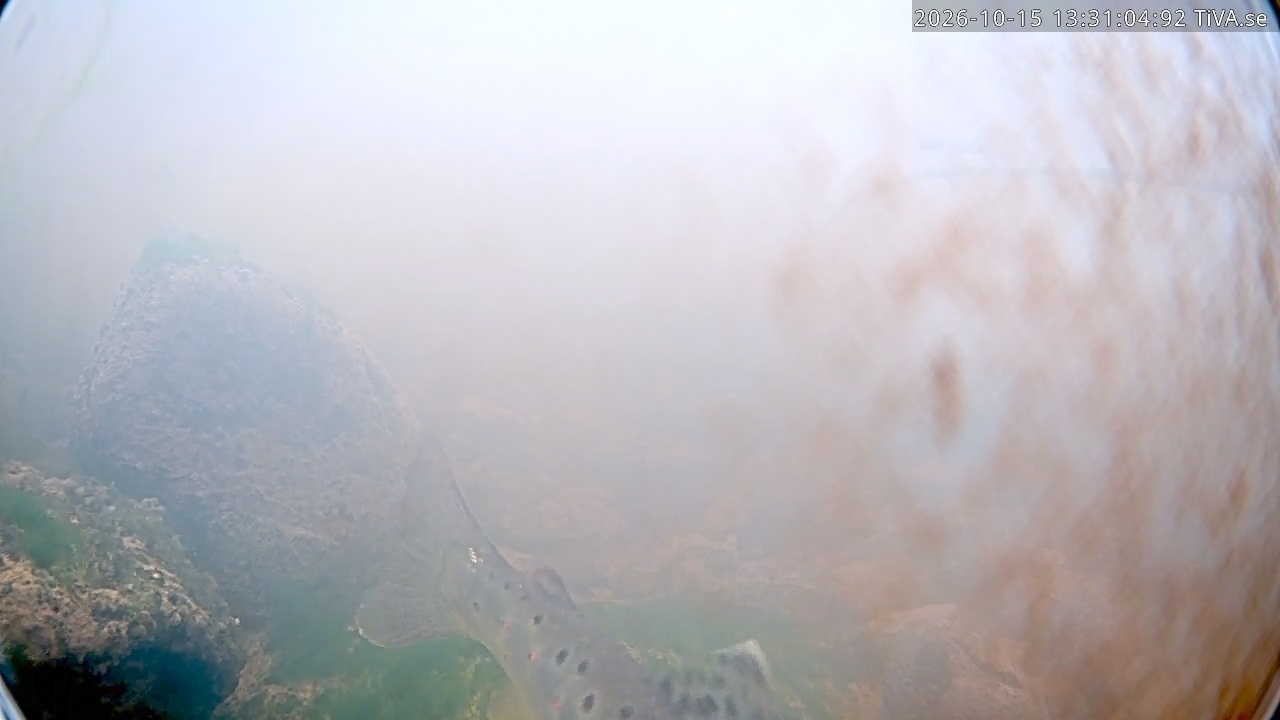 Video 2026-10-15 13:31