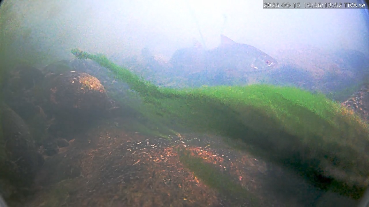 Video 2026-09-15 19:36