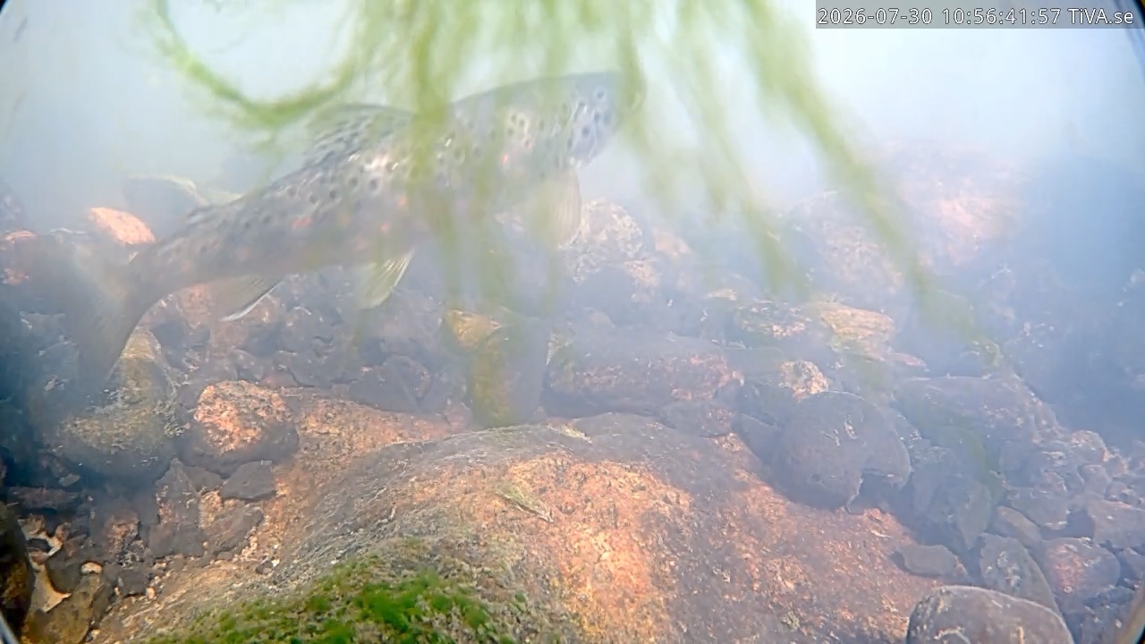 Video 2026-07-30 10:56