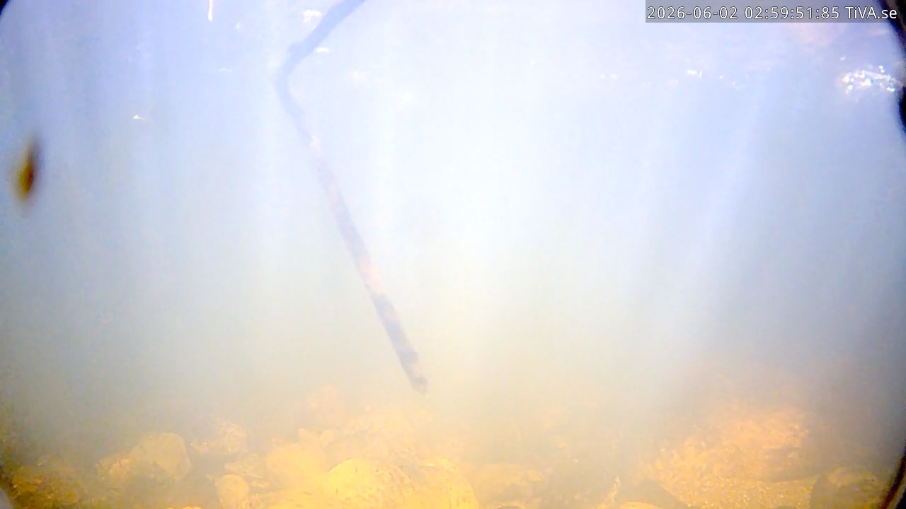 Video 2026-06-02 02:59