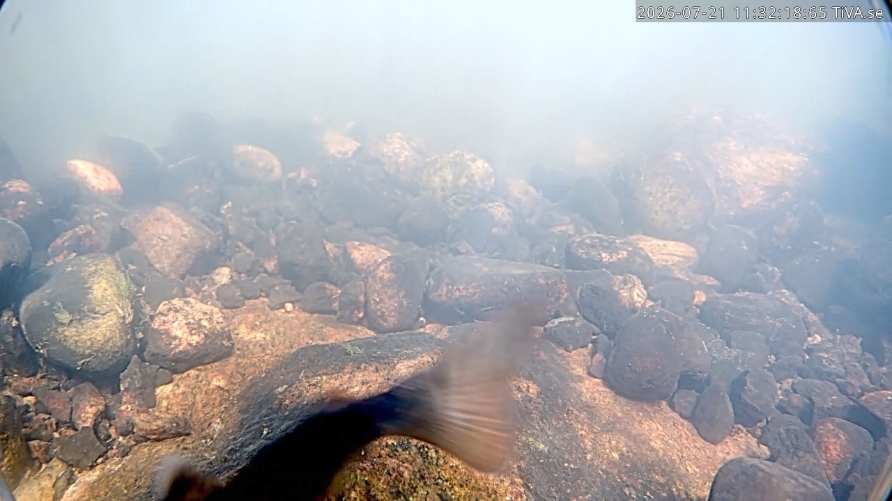 Video 2026-07-21 11:32