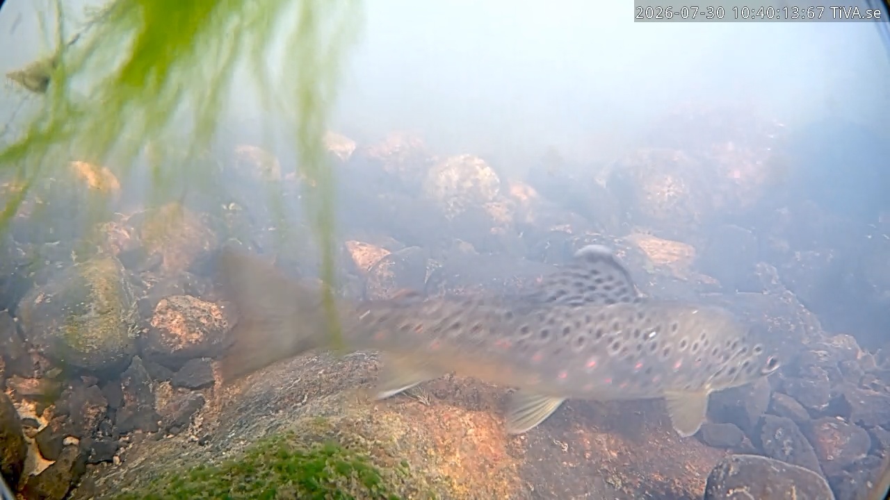 Video 2026-07-30 10:40