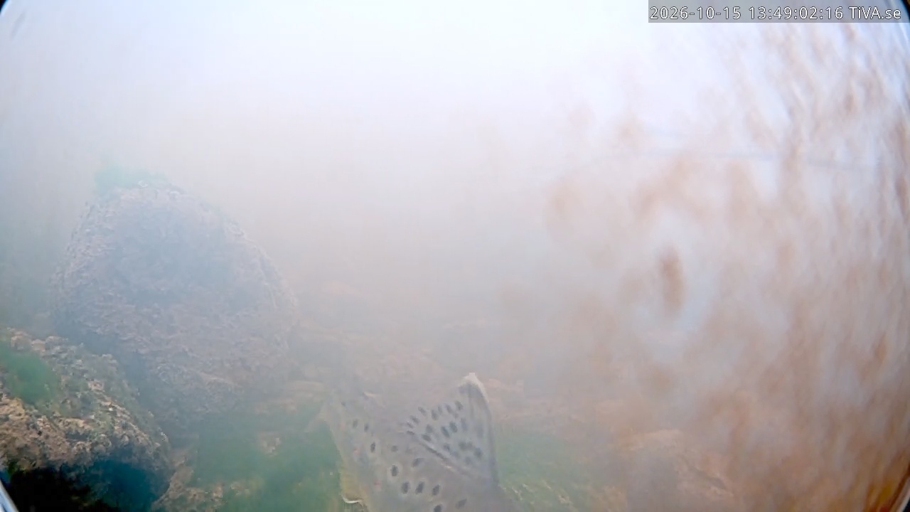 Video 2026-10-15 13:49