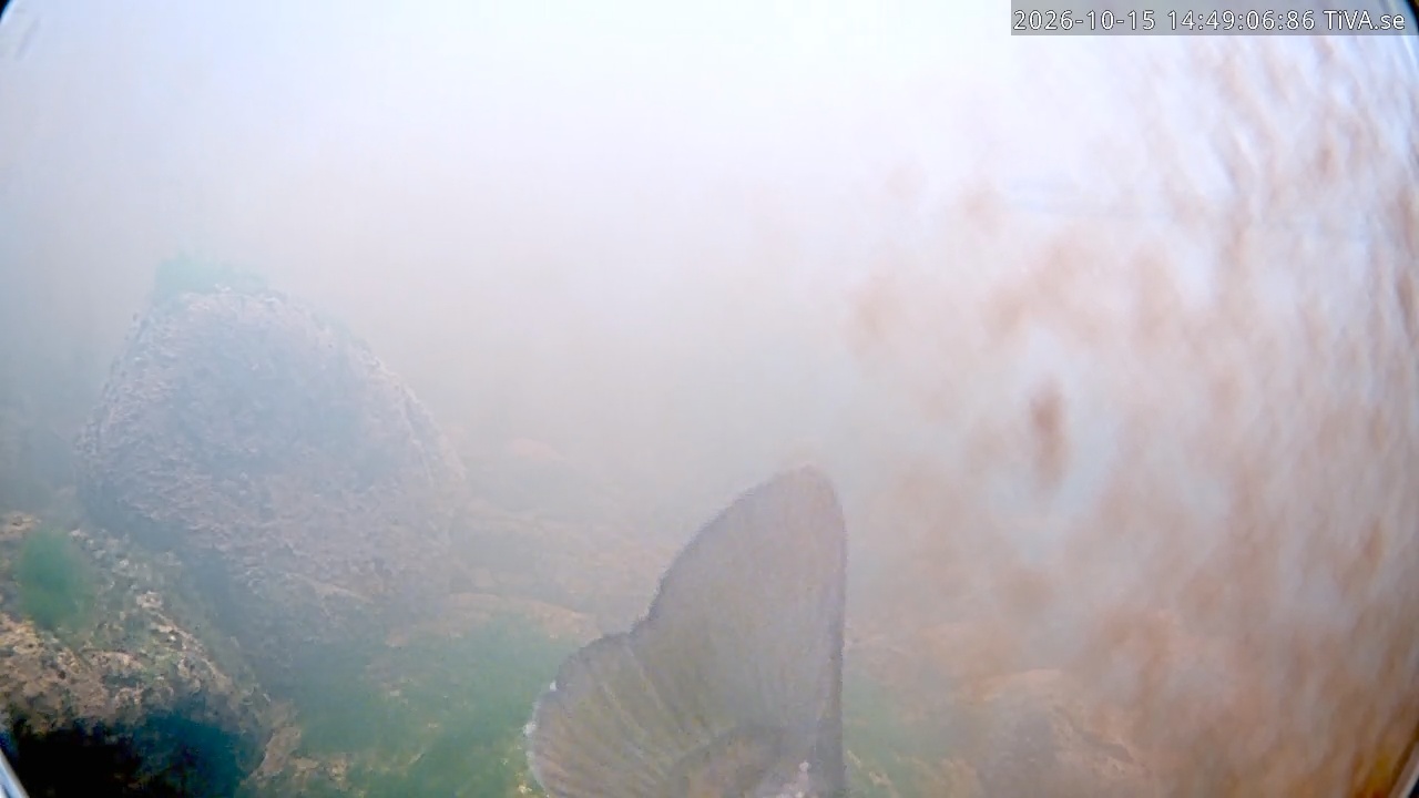 Video 2026-10-15 14:49