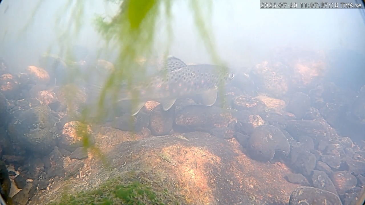 Video 2026-07-30 11:07