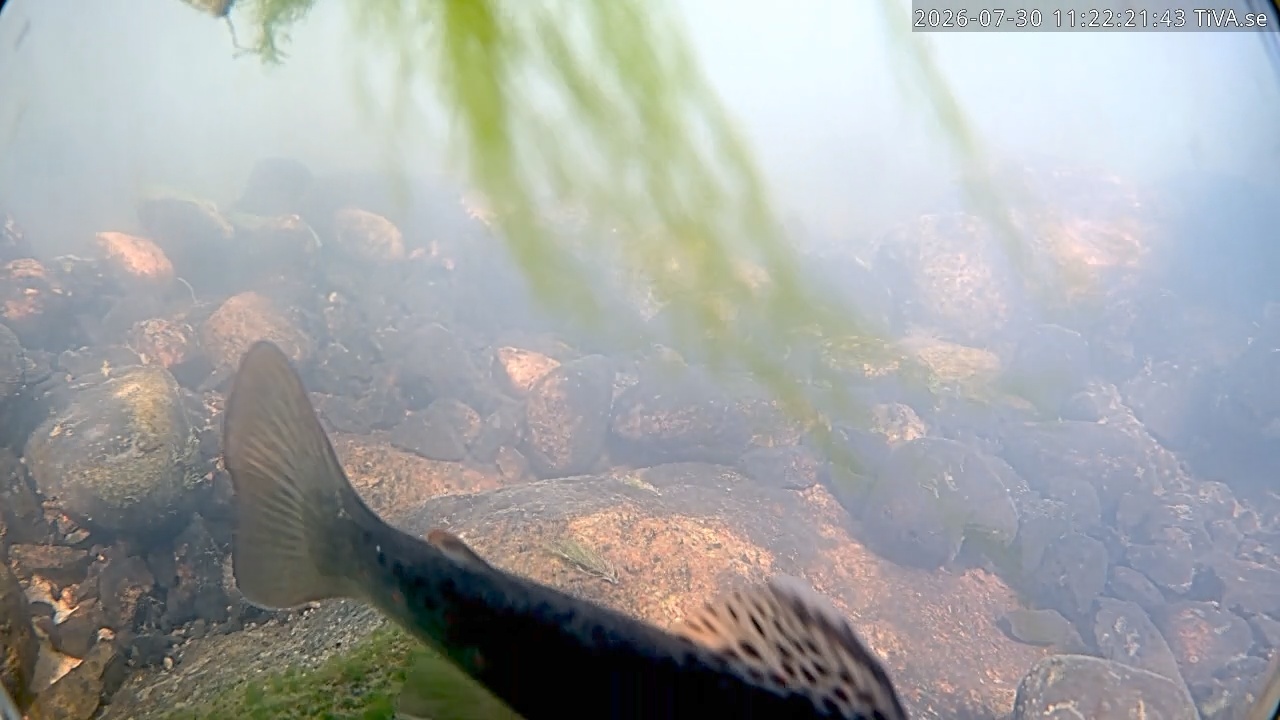 Video 2026-07-30 11:22