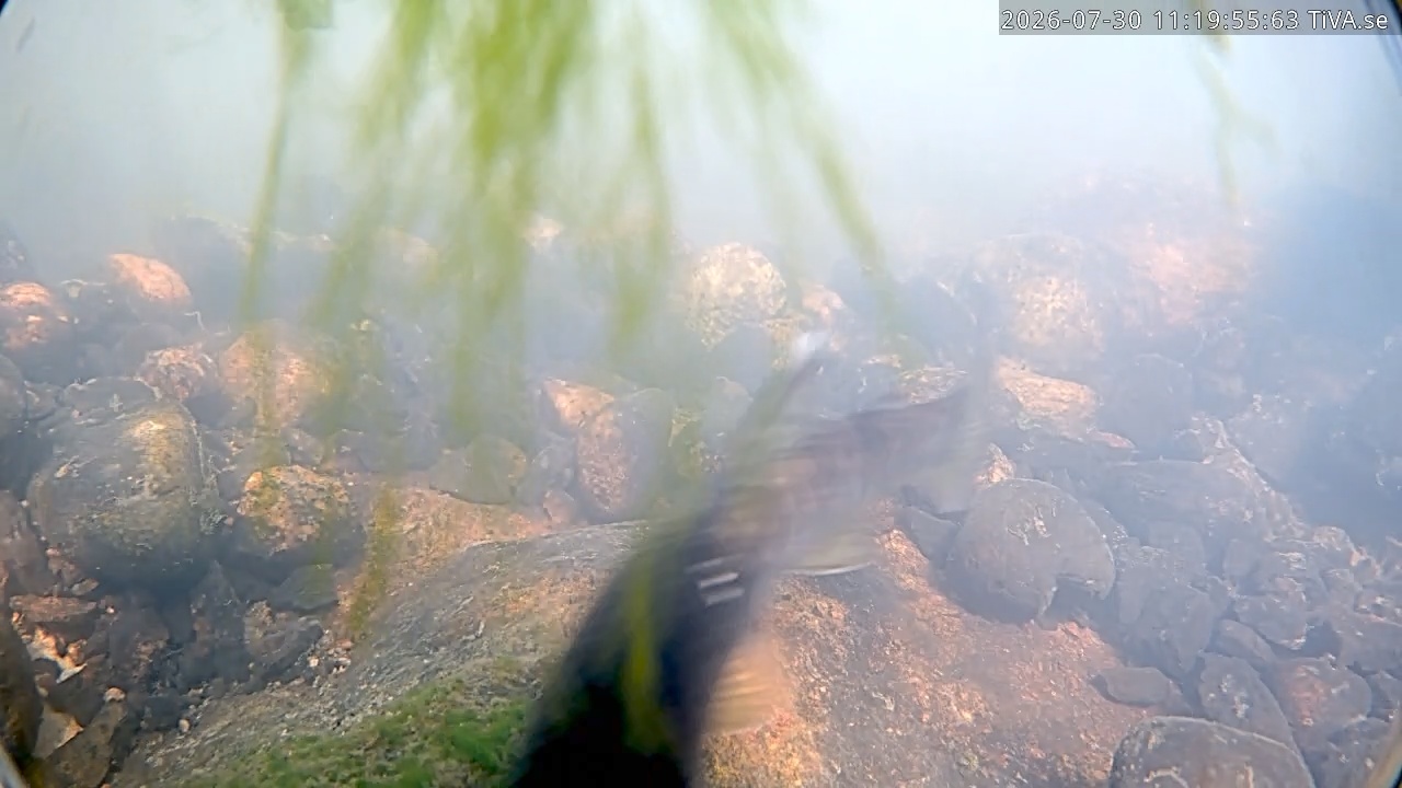 Video 2026-07-30 11:19
