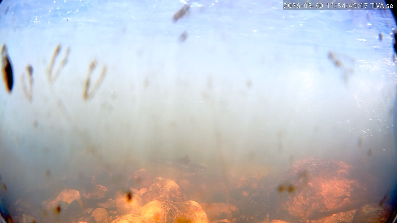 Video 2026-05-30 11:54