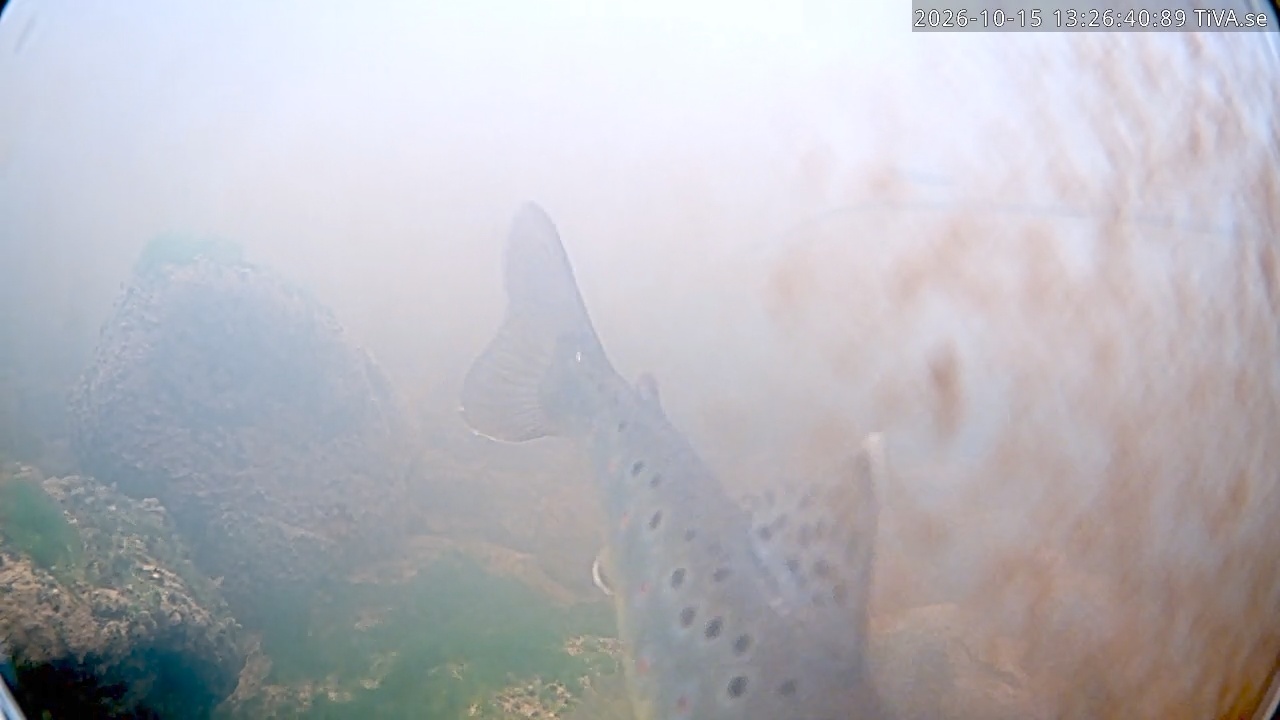 Video 2026-10-15 13:26