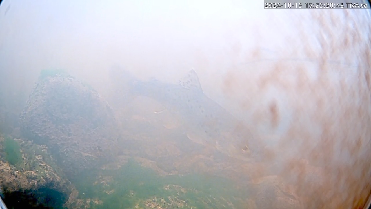 Video 2026-10-15 15:25
