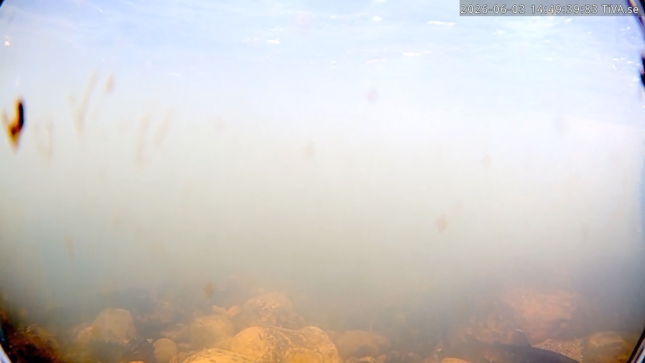 Video 2026-06-03 14:49