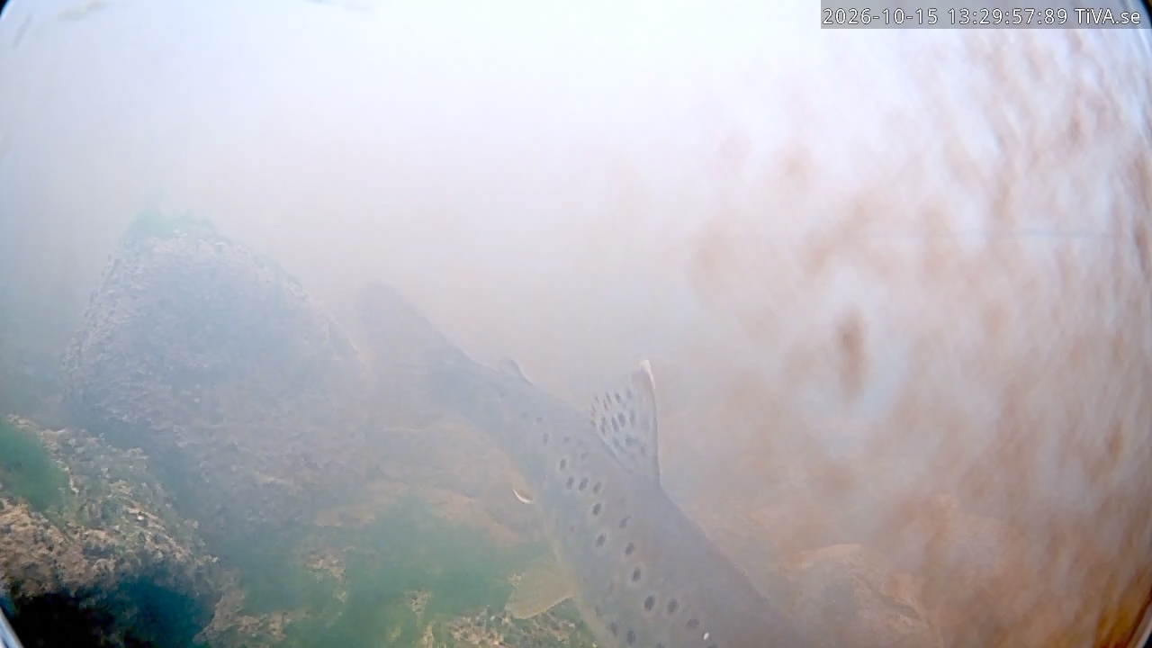Video 2026-10-15 13:30