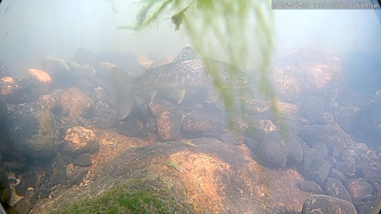 Video 2026-07-30 11:04