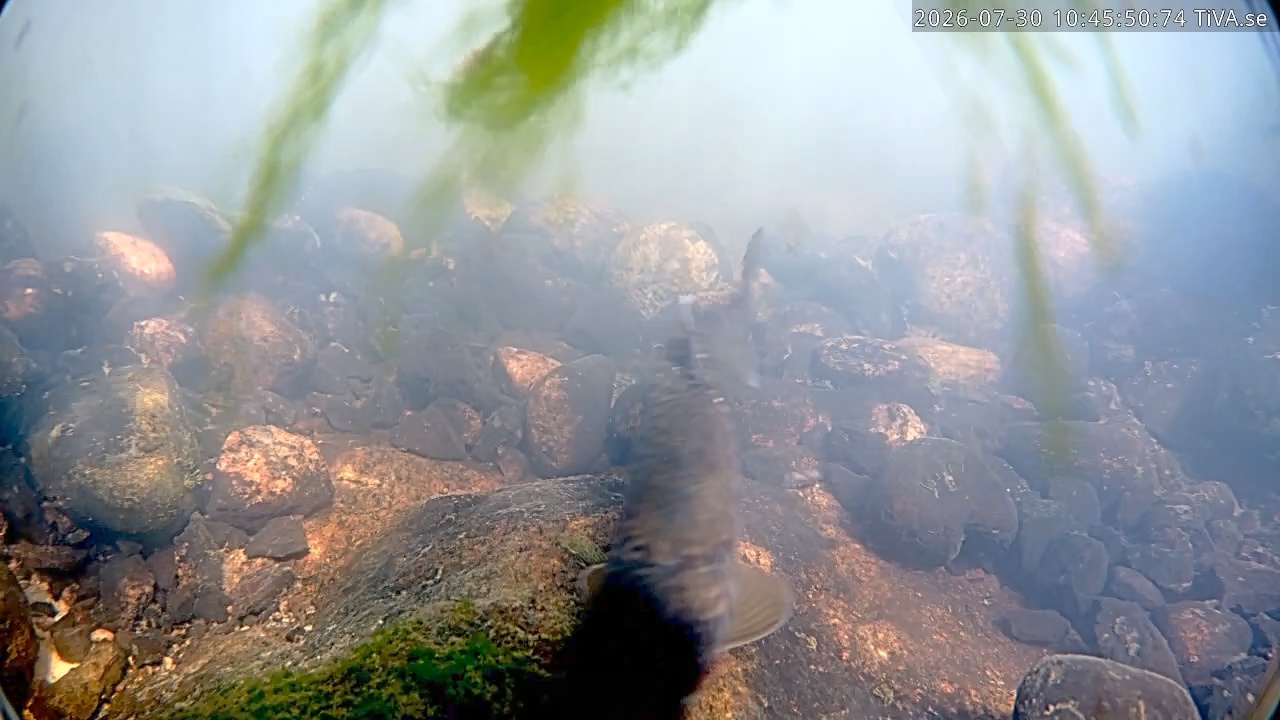 Video 2026-07-30 10:45