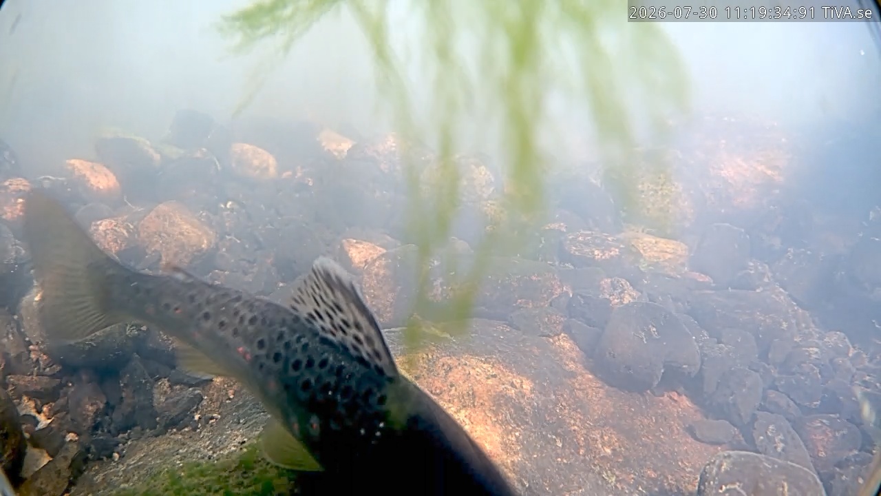 Video 2026-07-30 11:19