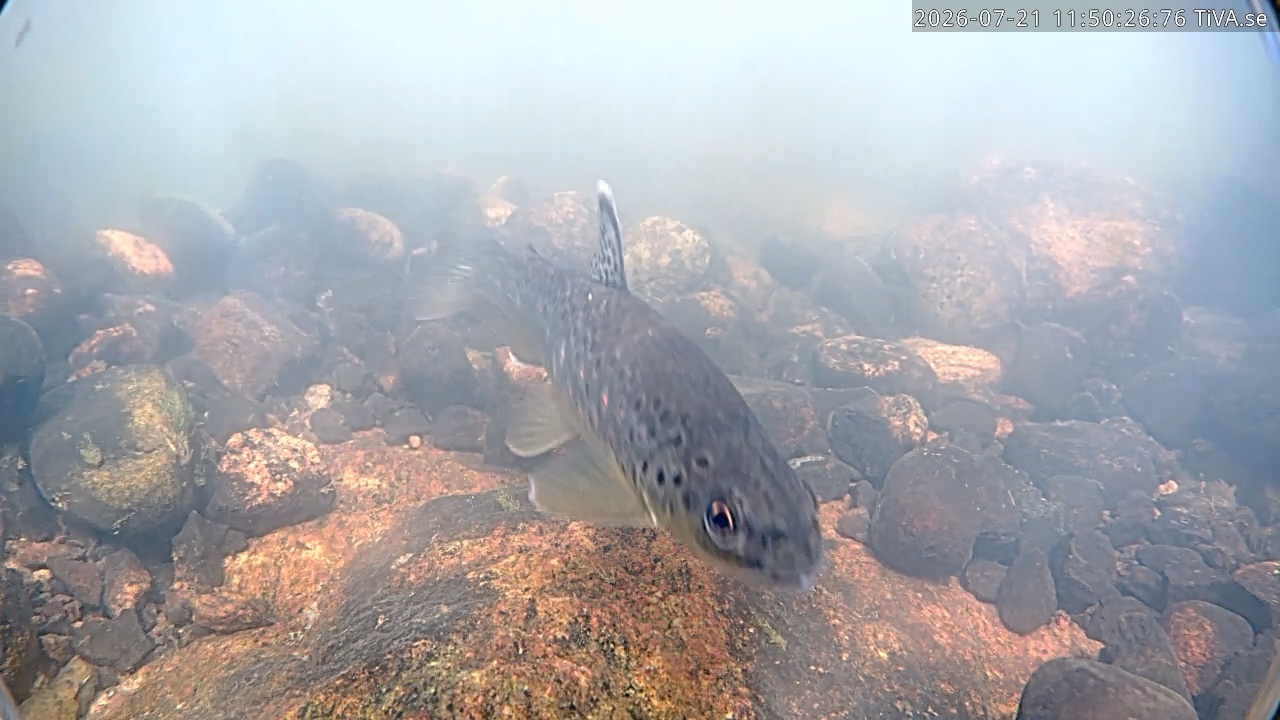 Video 2026-07-21 11:50