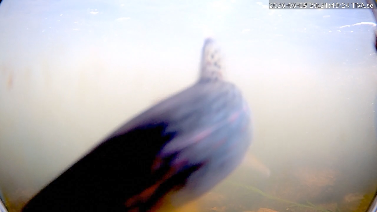 Video 2026-06-08 20:21