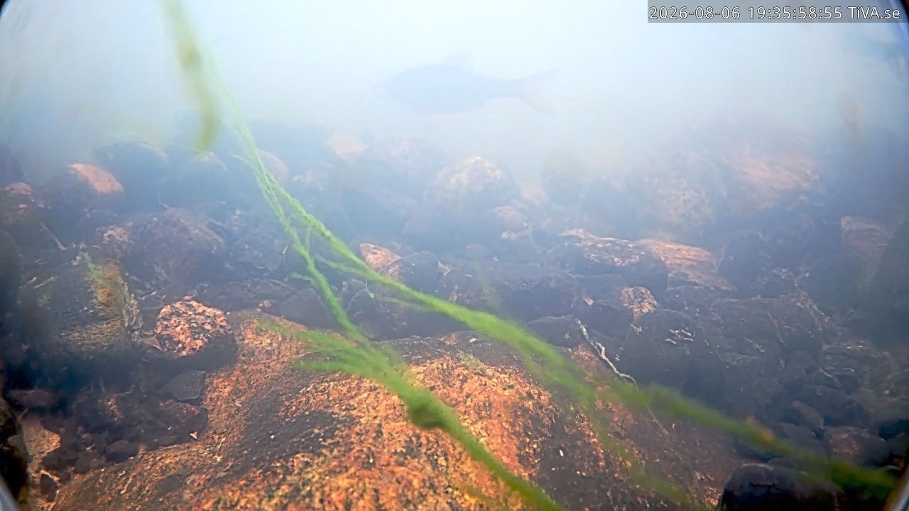 Video 2026-08-06 19:36