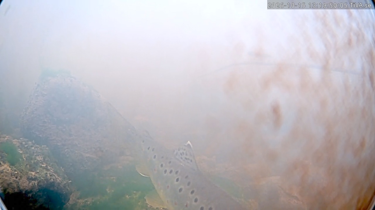 Video 2026-10-15 13:19