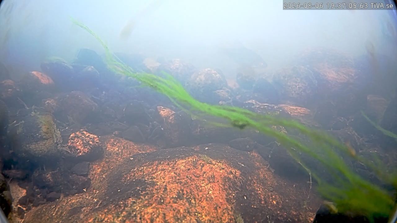 Video 2026-08-06 19:37