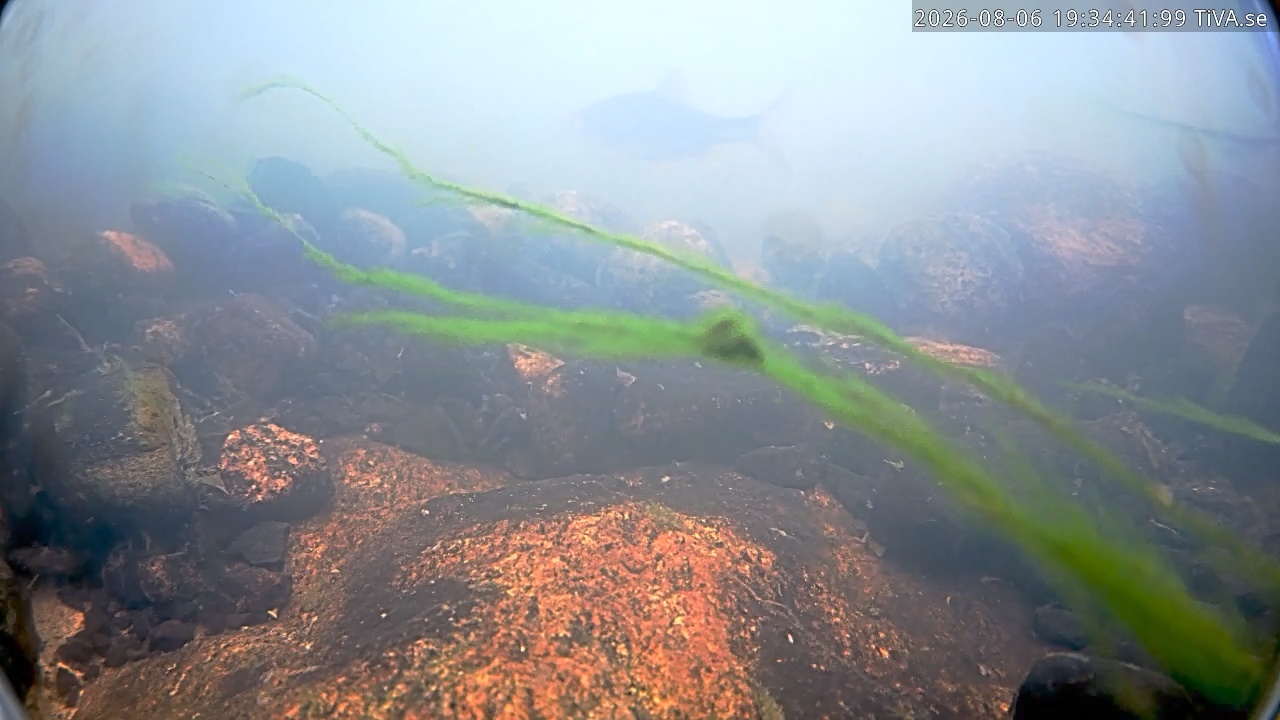 Video 2026-08-06 19:34