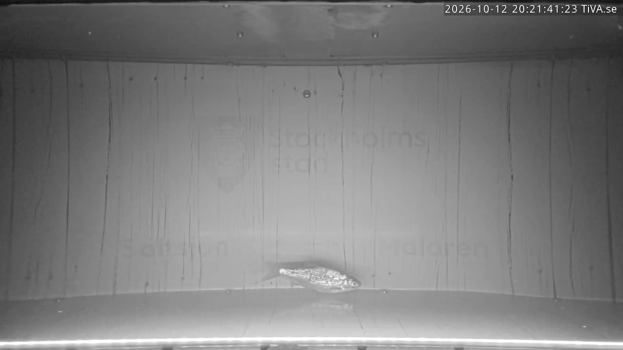 Video 2026-10-12 20:21