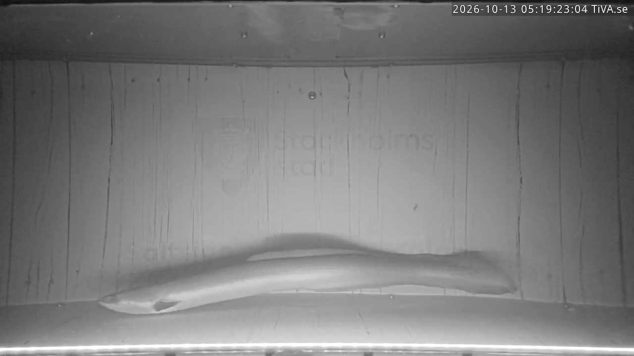 Video 2026-10-13 05:19