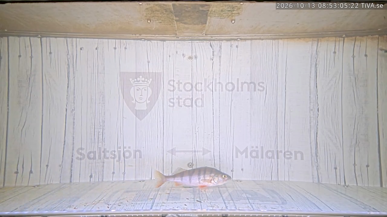 Video 2026-10-13 08:53