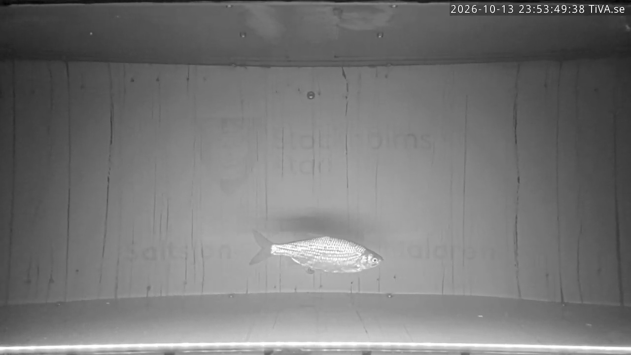 Video 2026-10-13 23:53