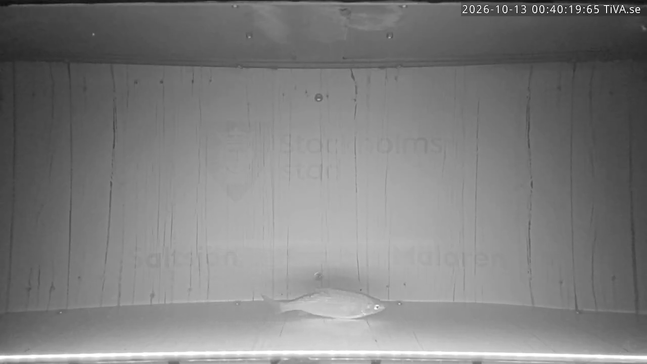 Video 2026-10-13 00:40