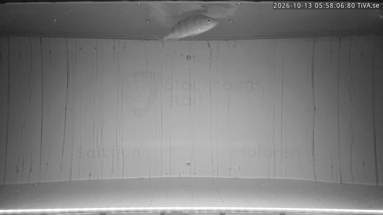 Video 2026-10-13 05:58