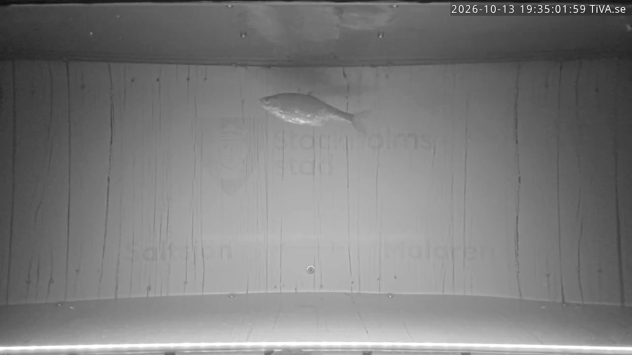 Video 2026-10-13 19:35
