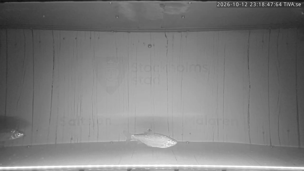 Video 2026-10-12 23:18