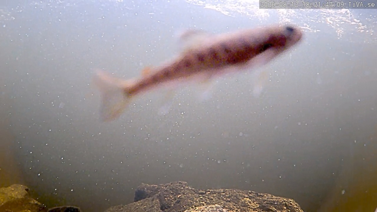 Video 2026-08-12 18:21