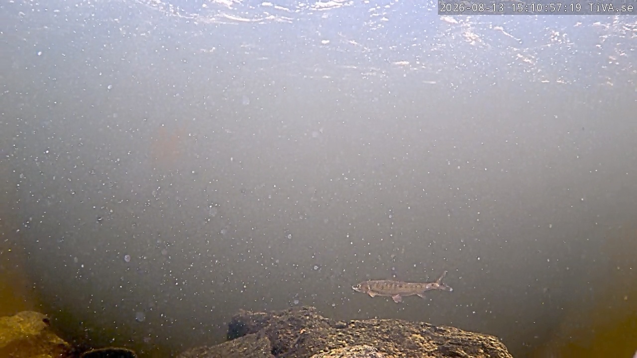 Video 2026-08-13 15:11
