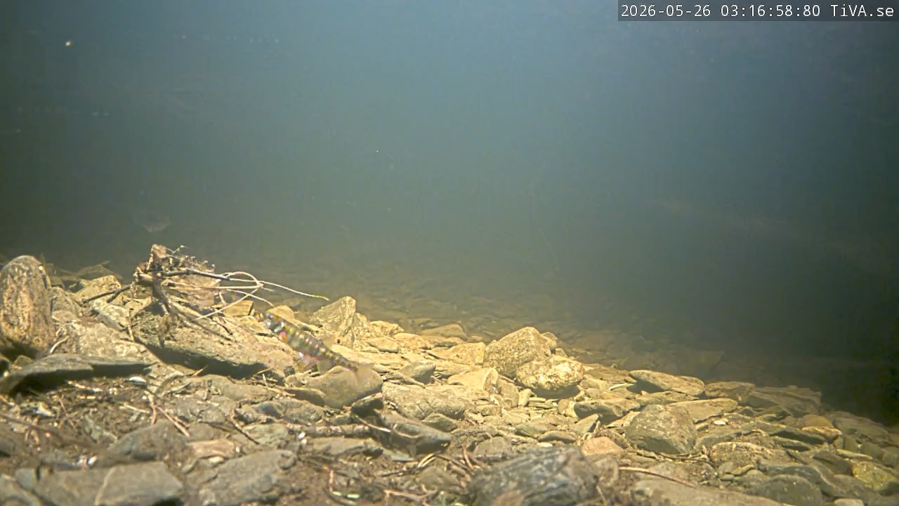 Video 2026-05-26 03:17