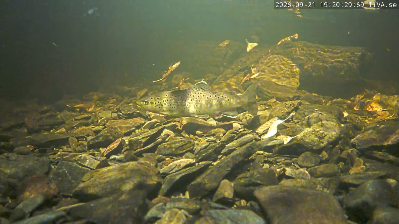 Video 2026-09-21 19:20