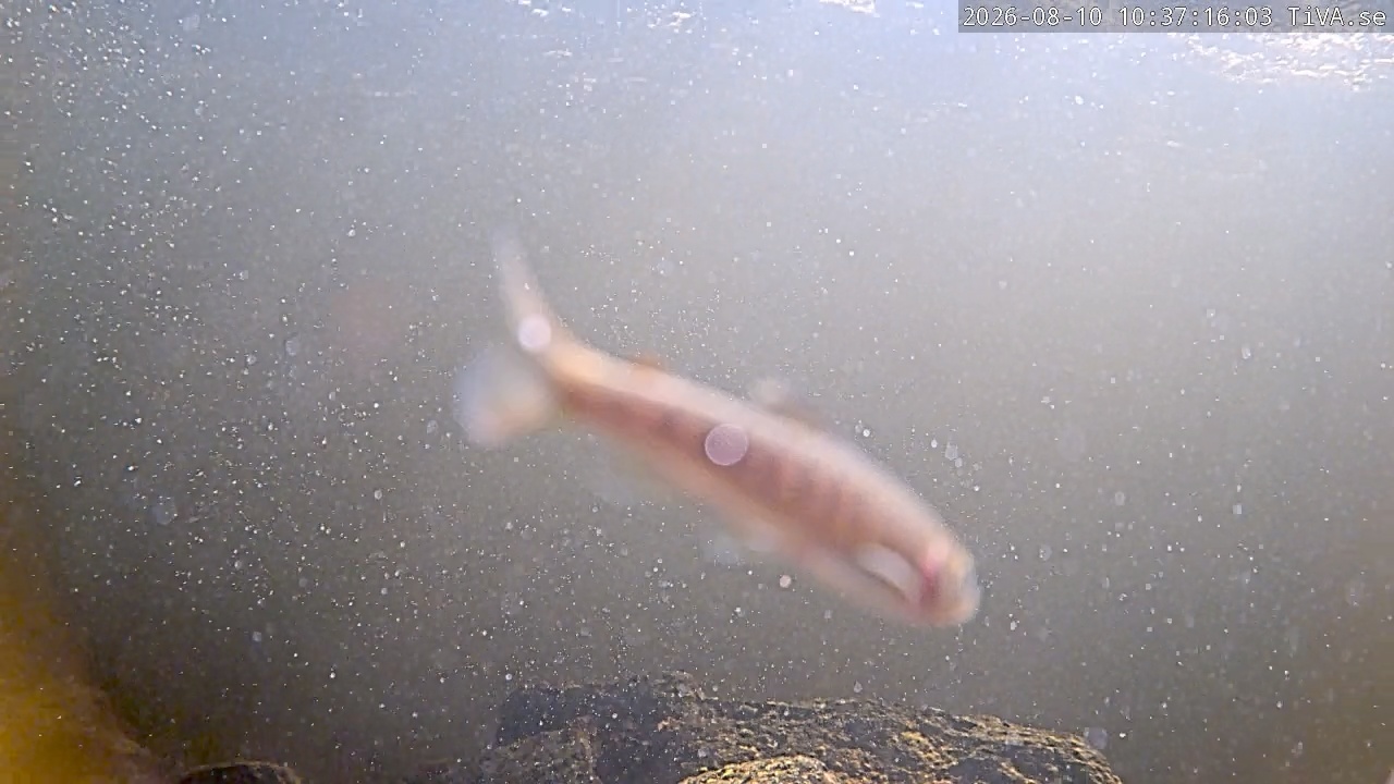 Video 2026-08-10 10:37