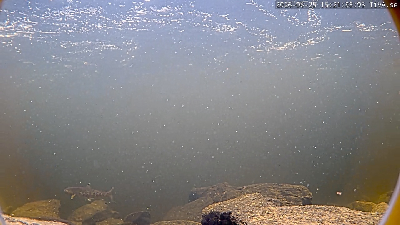 Video 2026-06-25 15:21