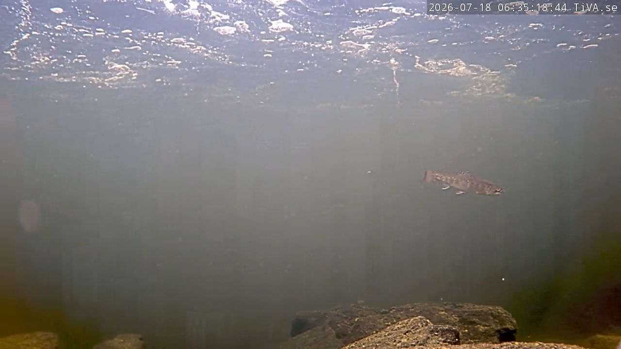 Video 2026-07-18 06:35