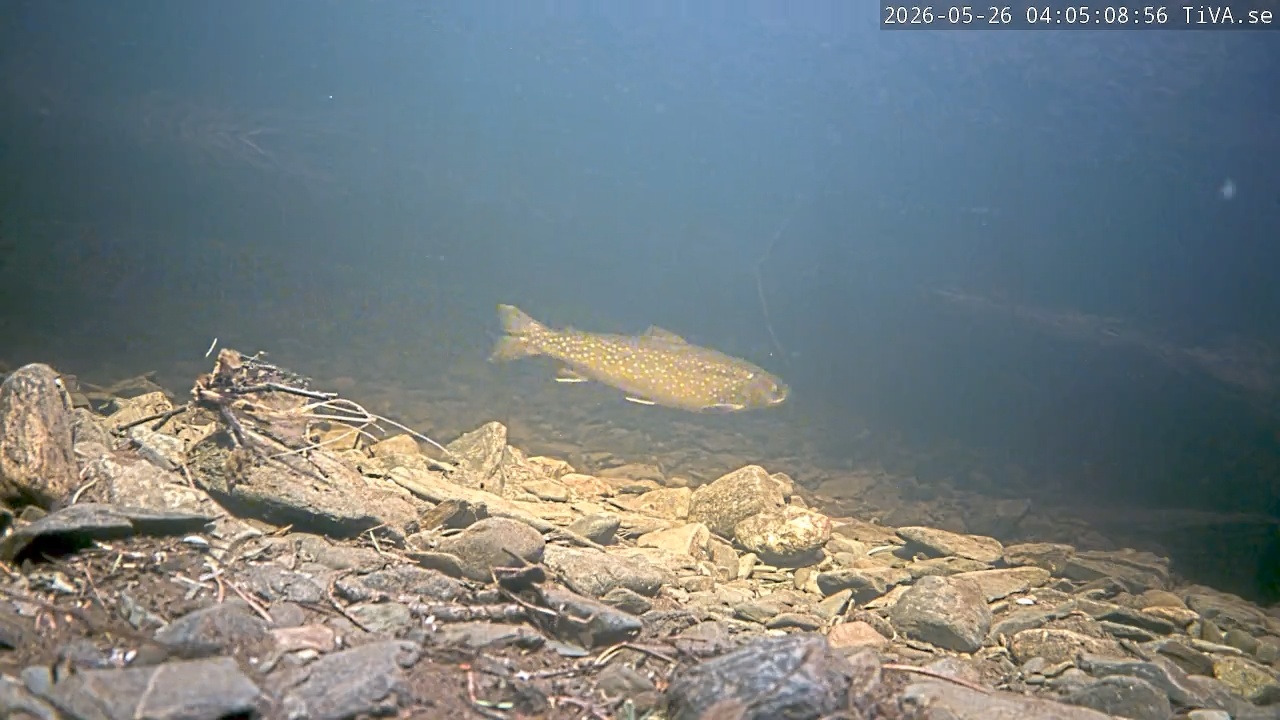 Video 2026-05-26 04:05